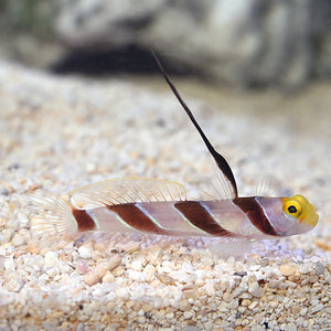 Black Ray Shrimp Goby