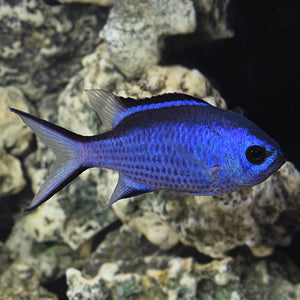 Chromis cyaneus