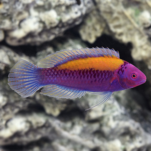 Cirrhilabrus aurantidorsalis freakincorals