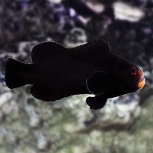 Amphiprion ocellaris - Midnight Clownfish