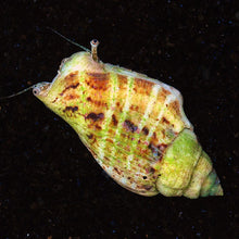 Carregar imagem no visualizador da galeria, Strombus spp.